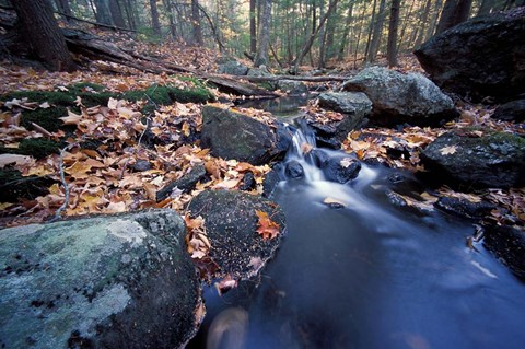 Framed Great Brook Trail in Late Fall, New Hampshire Print