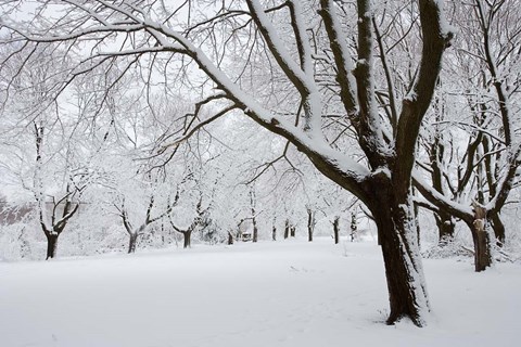 Framed Snow-Covered Maple Trees in Odiorne Point State Park in Rye, New Hampshire Print