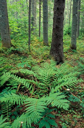 Framed Ferns in the Understory of a Lowland Spruce-Fir Forest, White Mountains, New Hampshire Print