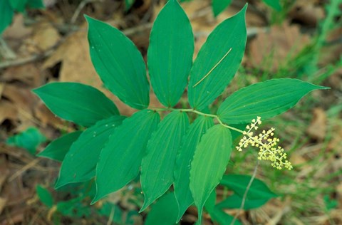 Framed False Solomon&#39;s-Seal near Woodman Brook, Durham, New Hampshire Print