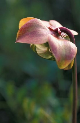 Framed Flowering Pitcher Plant in a Bog, Cherry Pond, Jefferson, New Hampshire Print