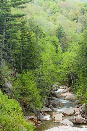 Framed Spring on the Pemigewasset River, Flume Gorge, Franconia Notch State Park, New Hampshire Print