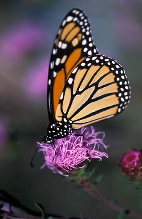 Framed Monarch Butterfly on Northern Blazing Star Flower, New Hampshire Print