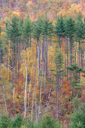 Framed White Mountains in Fall, New Hampshire Print