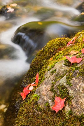 Framed stream in Fall in a Forest in Grafton, New Hampshire Print