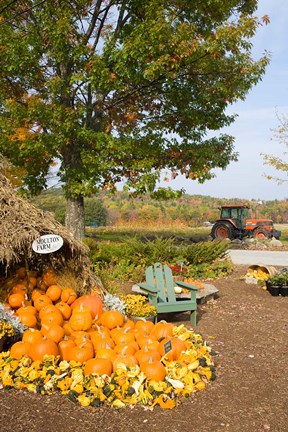 Framed Gourds at the Moulton Farmstand, Meredith, New Hampshire Print