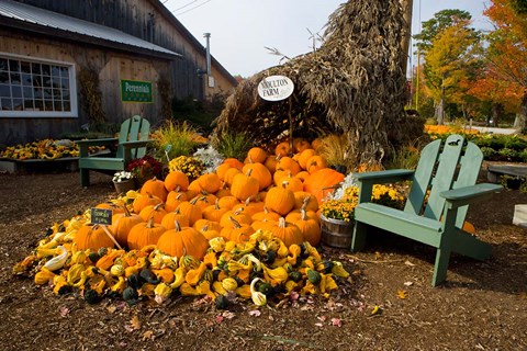 Framed Gourds at the Moulton Farm farmstand in Meredith, New Hampshire Print