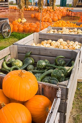 Framed Pumpkins and gourds at the Moulton Farm, Meredith, New Hampshire Print