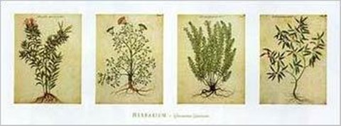Framed Herbarium II Print