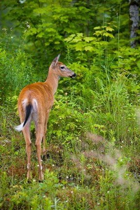 Framed Whitetail deer, Pittsburg, New Hampshire Print