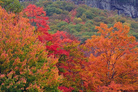 Framed Bemis Falls Trail, Crawford Notch State Park, New Hampshire Print