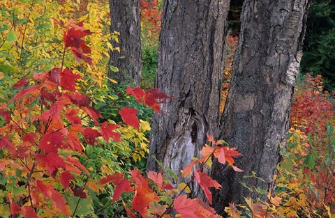 Framed Yellow Birch Tree Trunks and Fall Foliage, White Mountain National Forest, New Hampshire Print