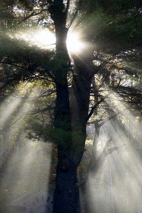 Framed New England, New Hampshire, Sunlight Through Trees Print