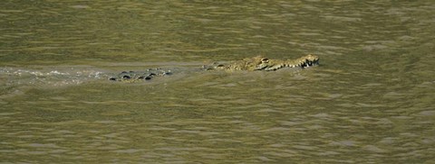 Framed Crocodile in a River, Palo Verde National Park, Costa Rica Print