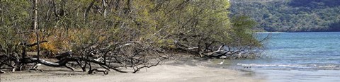 Framed View of Trees on the Beach, Liberia, Guanacaste, Costa Rica Print