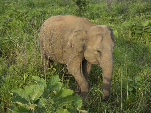 Framed Elephant at Hurulu Eco Park, Sri Lanka Print