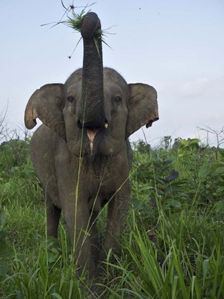 Framed Hurulu Eco Park, Sri Lanka Print