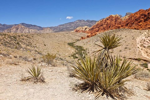 Framed Cactus, Red Rock Canyon National Conservation Area,  Las Vegas, Nevada Print