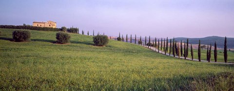 Framed Tree Line, Tuscany, Italy Print