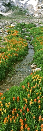 Framed Indian Paintbrush Wildflowers, Grand Teton National Park, Wyoming Print