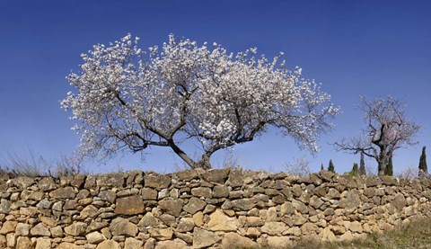 Framed Almond Blossom, Vinaros, Spain Print