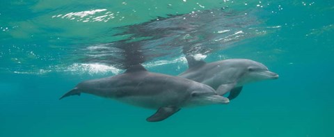 Framed Two Bottle-Nosed Dolphins Swimming in Sea, Sodwana Bay, South Africa Print