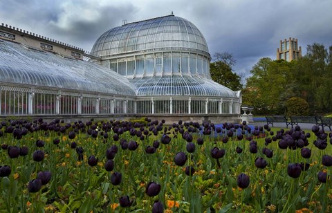 Framed Palm House in the Botanic Gardens, Northern Ireland Print