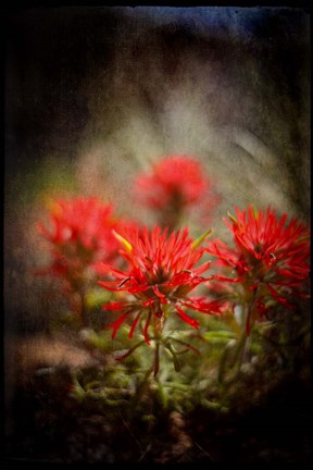 Framed Desert Flower 1 Print