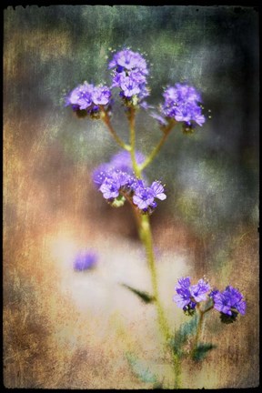 Framed Desert Flower 2 Print