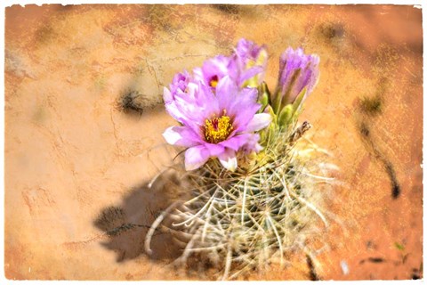 Framed Desert Flower 4 Print
