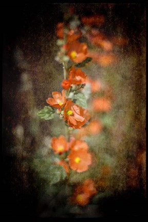 Framed Desert Flower 5 Print