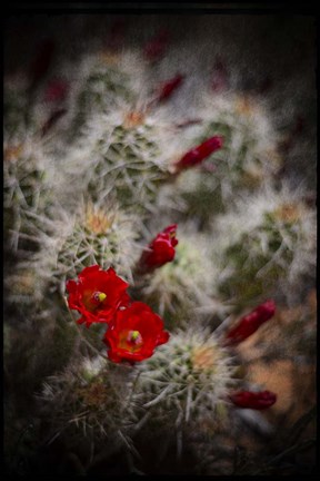 Framed Desert Flower 6 Print