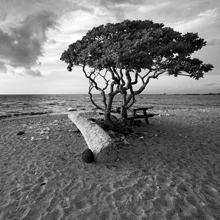 Framed Hawaiian Tree Print