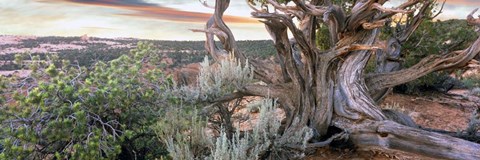 Framed Tree at Betatakin Cliff Dwellings, Arizona Print