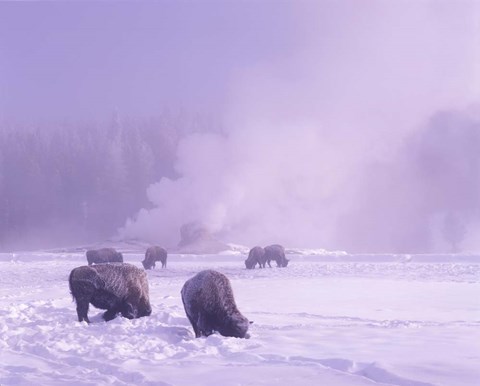 Framed Bison Grazing in Snow, Yellowstone National Park, Wyoming Print