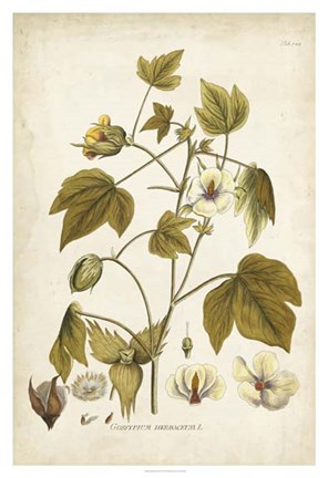Framed Elegant Botanical I Print