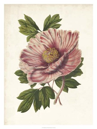 Framed Striking Peony Print