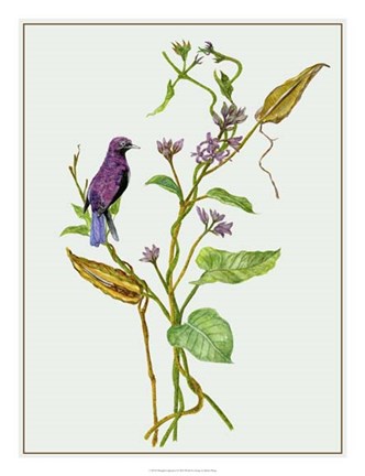 Framed Metaplexis Japonica I Print