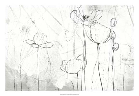 Framed Poppy Sketches II Print