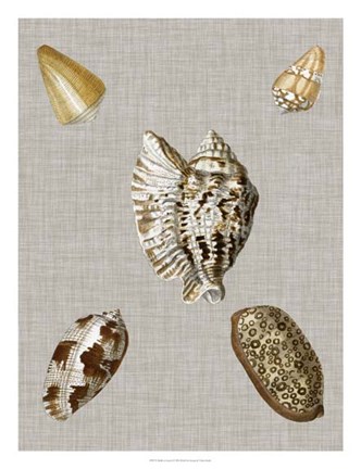 Framed Shells on Linen I Print