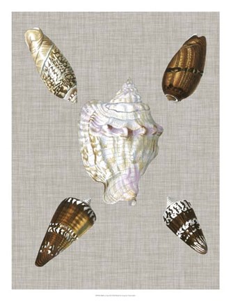 Framed Shells on Linen II Print