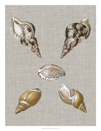 Framed Shells on Linen IV Print