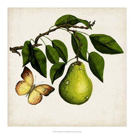 Framed Fruit with Butterflies I Print