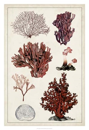 Framed Antique Coral Study II Print