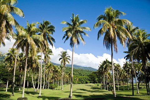 Framed Golf course, Taveuni Estates, Fiji Print