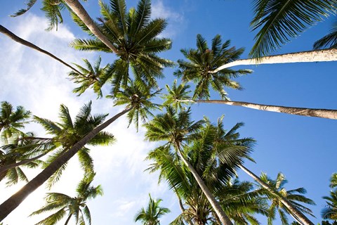 Framed Coconut palm grove, Lavena Village, Taveuni, Fiji Print