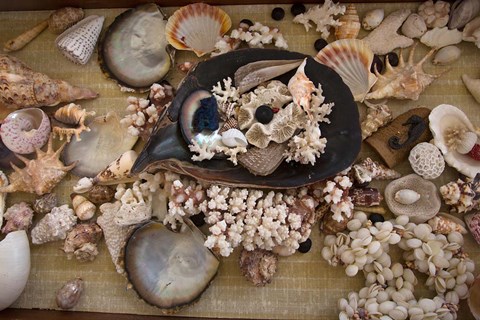 Framed Sea Shells, Fiji Print