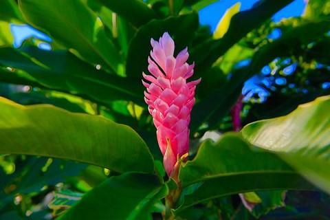 Framed Pink Ginger flower, Melanesia, Fiji Print