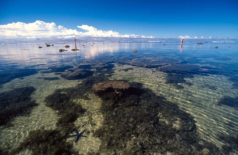 Framed Tourists and Starfish in Rock Pools, Tambua Sands Resort, Coral Coast, Fiji Print