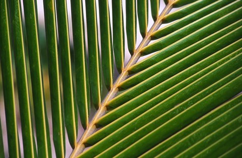 Framed Palm, Fiji Print
